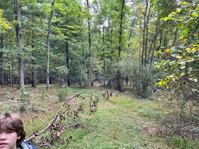 A glimpse of the woods during the walk.