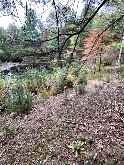 The wooded edge of the pond.