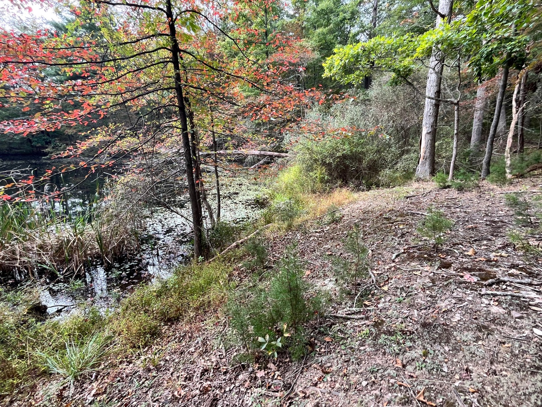 A path beside the pond, photographed by Adam during his visit