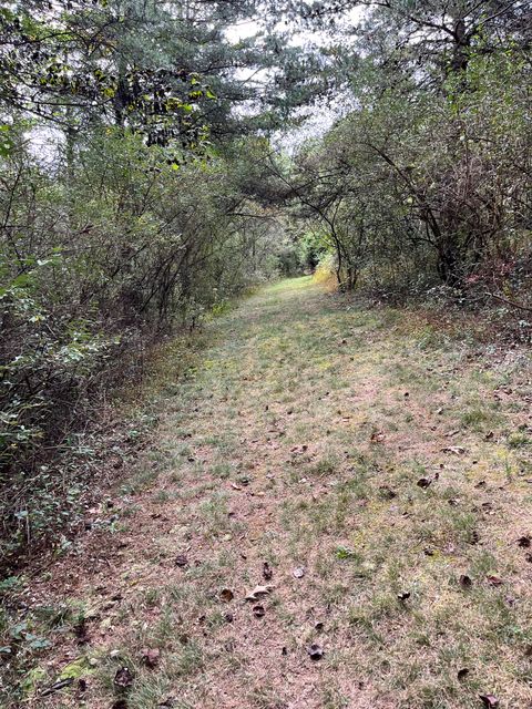 A grassy trail leading between trees and shrubs.